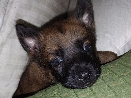 Belgian Shepherd Dog (Malinois) – Mal X pups – Bushnell