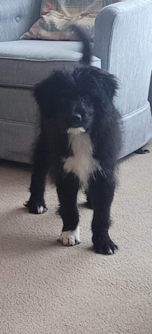 Aussiedoodle for sale, vaccinated