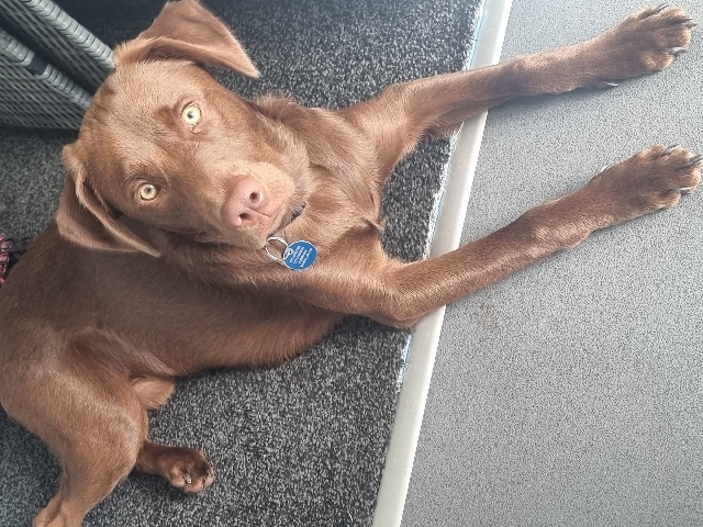mixed breed labrador x Australian kelpie
