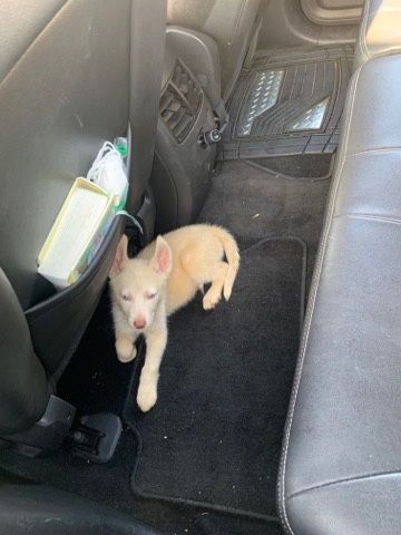 Siberian Husky – selling two husky’s