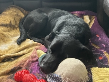 Labrador Retriever – URGENTLY needs home!! – Katy