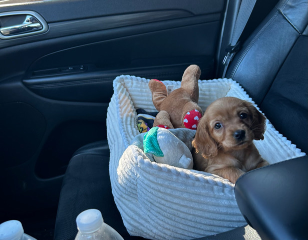 cocker spaniel puppy