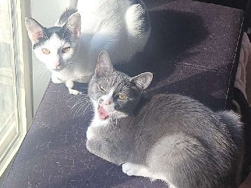 American Shorthair – urgent rehome – Amelia