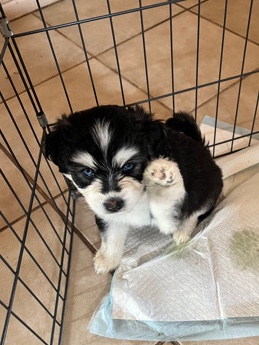 Shih Tzu – Husky Mix puppies