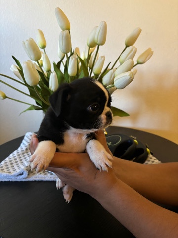 Pug – pug puppies