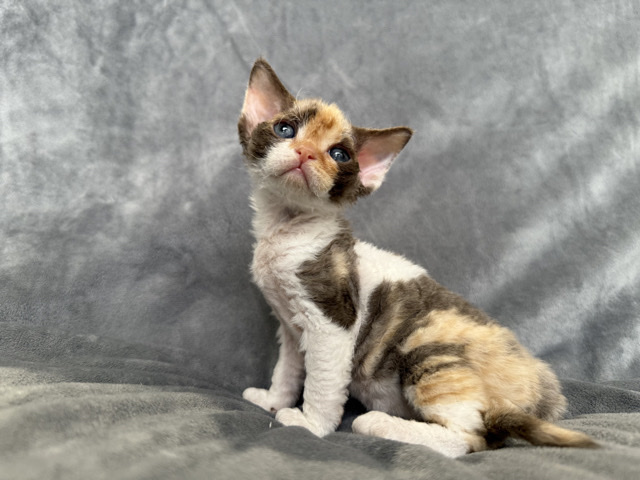 Bella  Tri-Color Devon Rex Girl