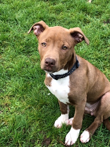 American Staffordshire Terrier – Skie