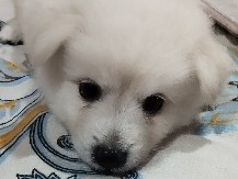 Indian Spitz – active male puppy – Visakhapatnam