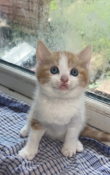 British Shorthair – Ginger and White Kitten