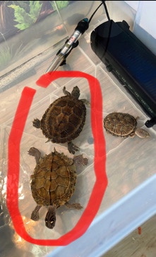 Any – turrles - Mississippi map turtle & river cooter
