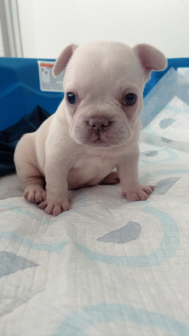 French Bulldog – Frenchie puppies