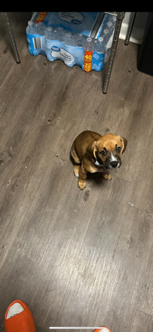 Dog for sale