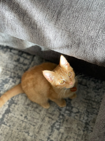Kitten for adoption
