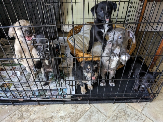 Puppies For Sale