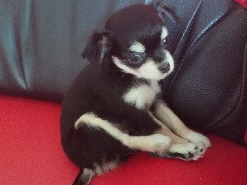 Chihuahua – ชิวาวาเพศเมียสีดำ – ตำบล สามควายเผือก