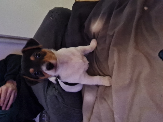 Jack Russell Terrier – Jack Russell puppy