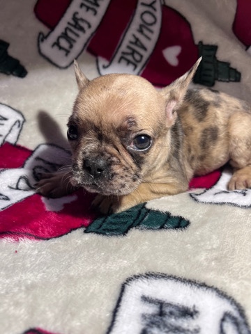 French Bulldog – Frenchie