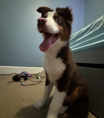Australian Shepherd – Australian Shepherd Puppy