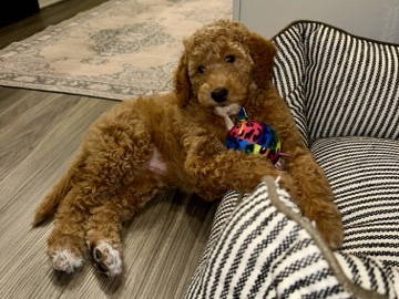 Bernese Mountain Dog - beautiful Bernedoodle  available for adoption in Woodburn