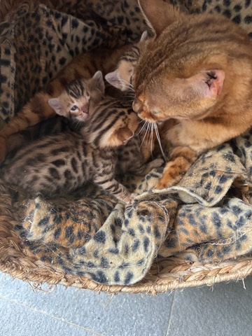 Bengal – Bengal kittens