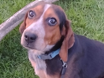 Chopsticks looking for a new home!