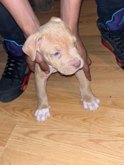 American Pit Bull Terrier β American bully