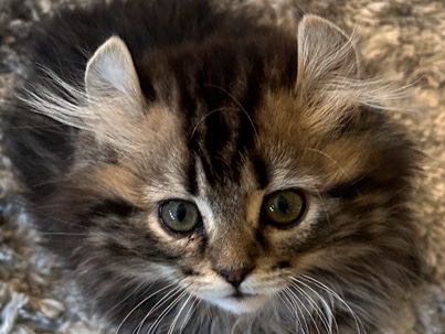 American Curl – Curl fluffy kittens ready soon! – Forest