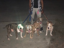 American Pit Bull Terrier – Pitbull – West Park