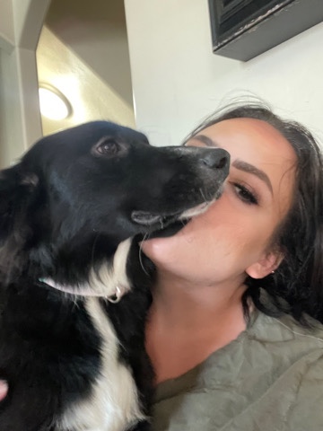 Border Collie – need a new home for my daisy girl