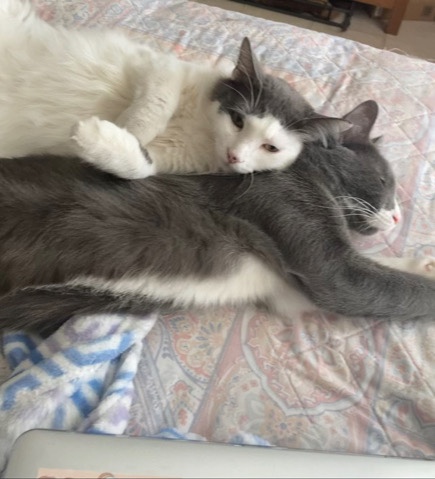 Norwegian Forest cat – 2 Male Cats Need New Forever Home