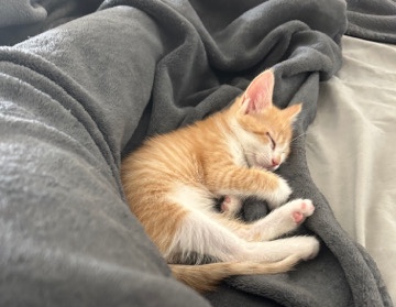 Asian Semi-longhair – kittens rehome