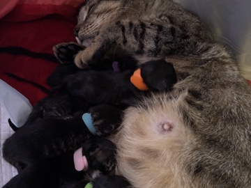 American Shorthair – Kittens for sale local inquries only – Houston