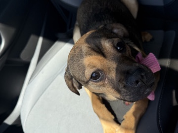 Dachshund – Dachshund mix puppy – Tucson