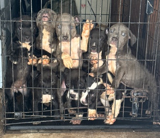American Pit Bull Terrier – American bully/ pitbull pups