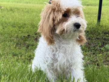 Maltipoo – help rehome woody the Maltipoo – LaBelle