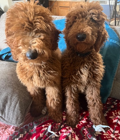 Poodle – red standars poodle