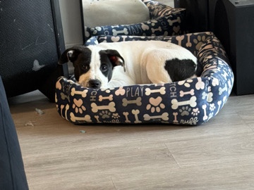 American Pit Bull Terrier – Duke – Douglasville