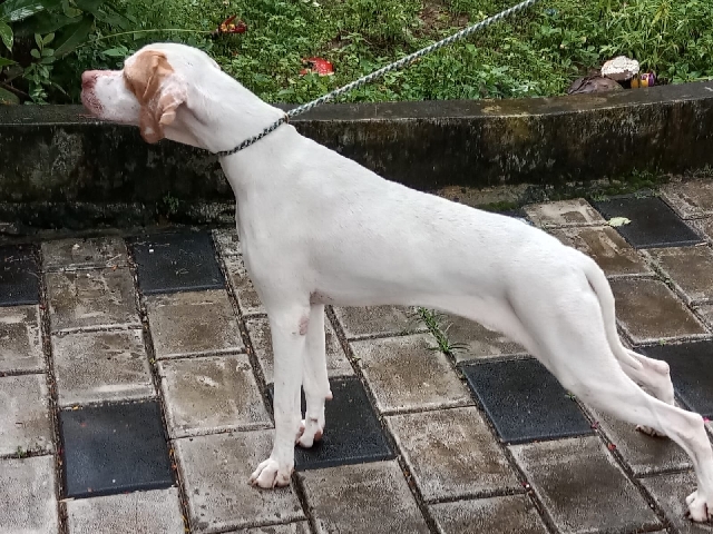 Pointer (dog breed) – English pointer dog for sale