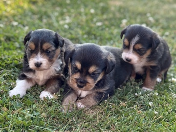 Mini Pastores Australianos 