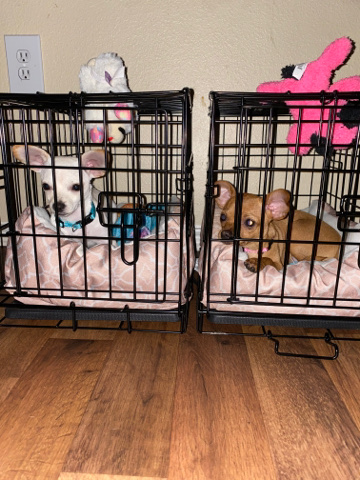 Chihuahua – A pair of Chihuahuas