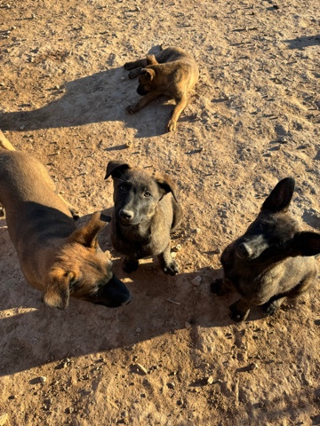 Dutch Shepherd puppies