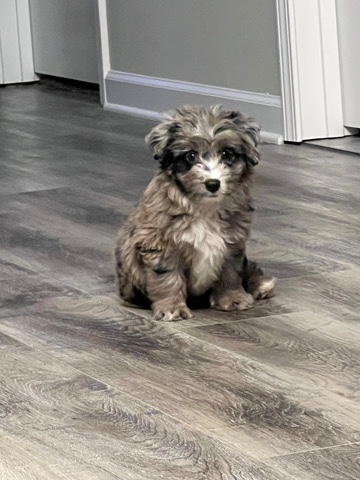 mini aussiedoodle