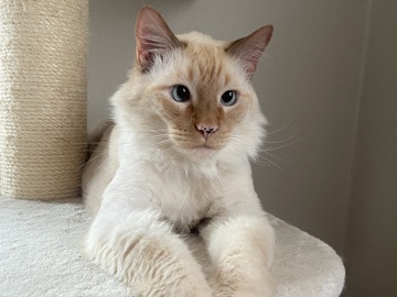Siamese – Danny Flame Point Siamese URGENT ‼️with bonded brother Manny – Marrero