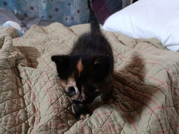 American Shorthair - Cria de gato available for adoption in Córdoba