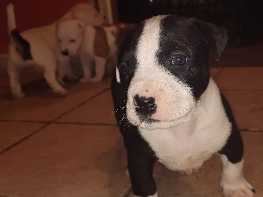 American Bulldog – American Bully XL mix puppies – Linden