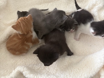All - kittens for sale  available for adoption in Edinburgh