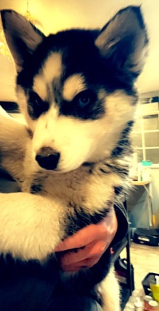 Siberian Husky – Siberian huskies