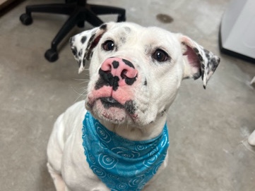 American Bulldog – Ghosty