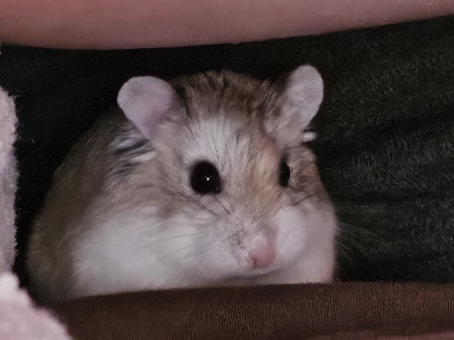Hamster – located in Minnesota – Minneapolis