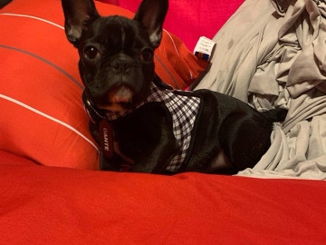 French Bulldog – French bulldog – South Houston